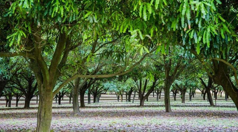 pohon-macadamia-source-macadamias-australia