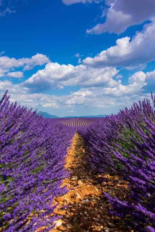 Gambar Kebun Lavender - Photo by Remi Antunes on Unsplash