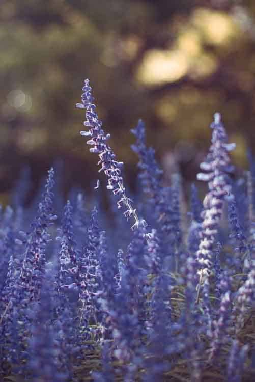 Manfaat Bunga Lavender - Photo by Christopher Burns on Unsplash
