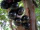 buah anggur batang brazil - keposiasi - 3
