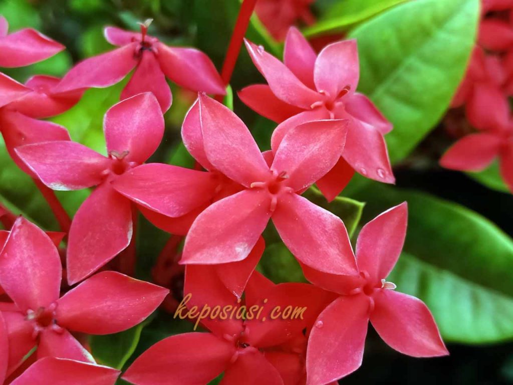 Gambar Bunga Asoka Merah - Keposiasi com