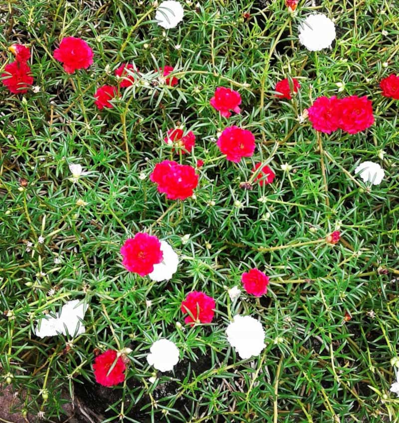 Bunga Pukul Sembilan warna Merah dan Putih - keposiasi.com - @daliessiangadi - 7