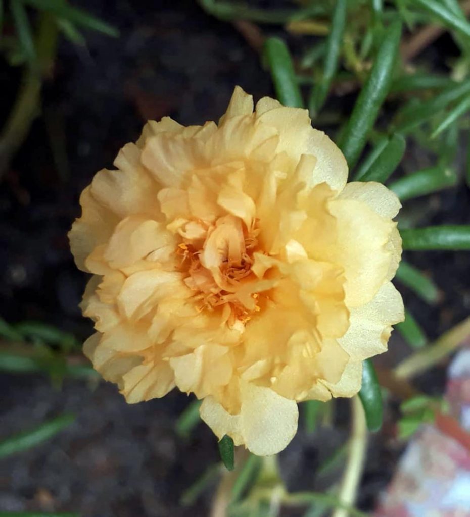 Bunga Pukul Sembilan Kuning - keposiasi.com - @daliessiangadi  - 2