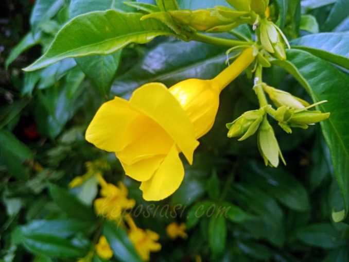 Bunga Alamanda, Si Lonceng Kuning yang Indah dan Harum