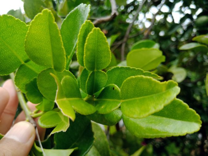 12 Manfaat Jeruk  Purut  untuk Kesehatan dan  Kecantikan