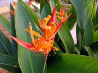 Foto Gambar bunga heliconia - tanaman hias pisang pisangan - keposiasi.com - yopie pangkey - 2