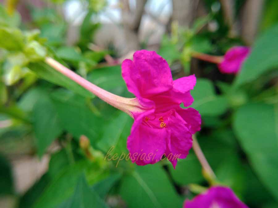 Foto Gambar mekarnya bunga pukul empat - keposiasi.com - Yopie Pangkey - 2