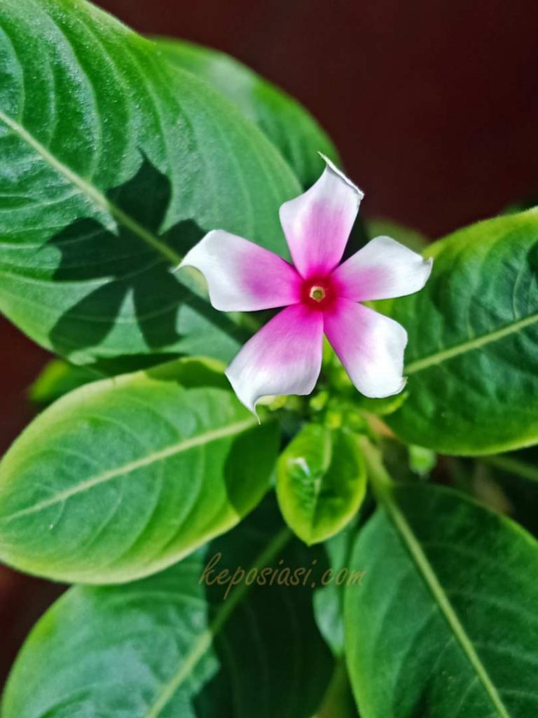 khasiat manfaat bunga tapak dara kembang tembaga - madagaskar rose periwinkle - keposiasi.com - yopie pangkey - 1