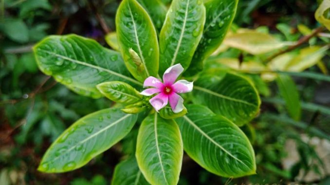 khasiat manfaat bunga tapak dara kembang tembaga - madagaskar rose periwinkle - keposiasi.com - yopie pangkey - 3