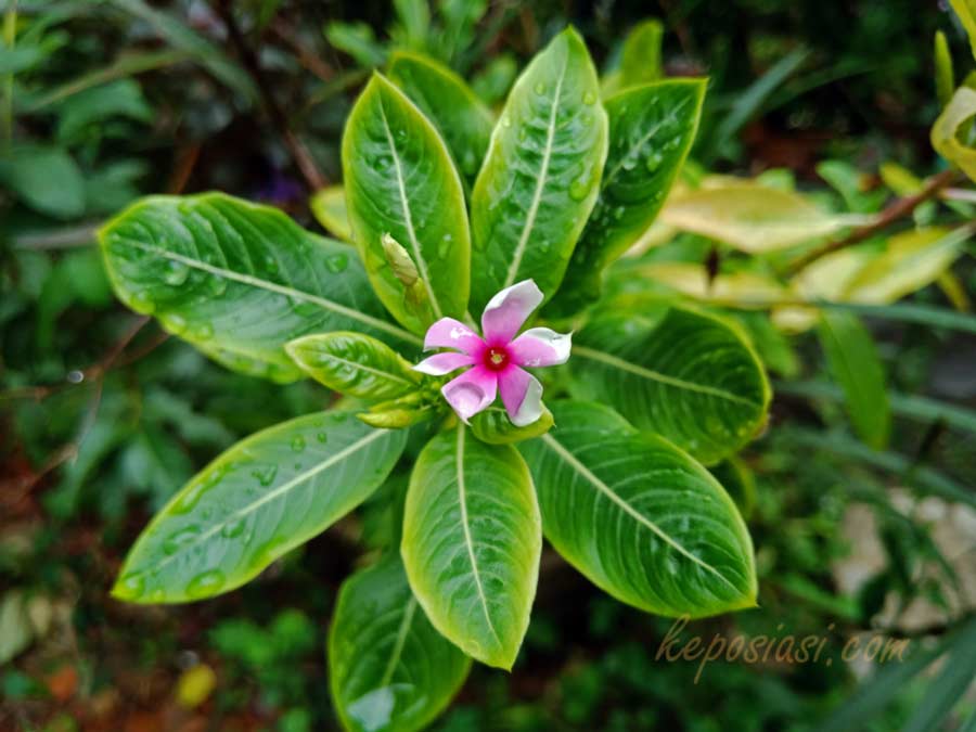 khasiat manfaat bunga tapak dara kembang tembaga - madagaskar rose periwinkle - keposiasi.com - yopie pangkey - 3